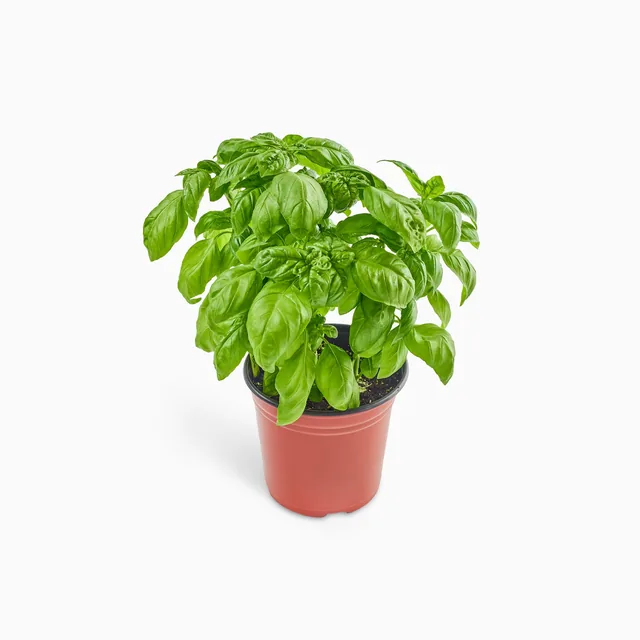 E-commerce product photography by lightwrk